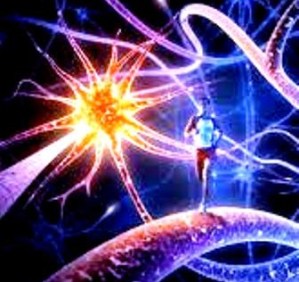 cerebro-corredor