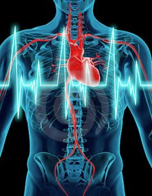 la obesidad afecta al corazón