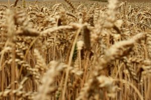 dietas sin gluten, foto de Bloomberg News