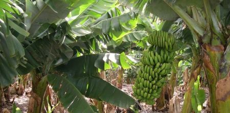 Plataneras-Gran-Canaria_EDIIMA20140812_0266_13